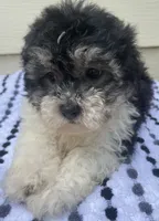Teddy Bear 1, a male Bichon Frise and Shih Tzu for sale in Halfway, MO – 6 of 10
