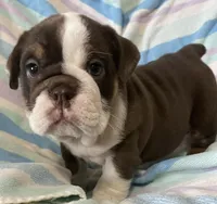 Chocolate girl, a female English Bulldog for sale in Buffalo, MO – 4 of 6