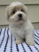 Teddy Bear 2, a male Bichon Frise and Shih Tzu for sale in Halfway, MO – 4 of 9