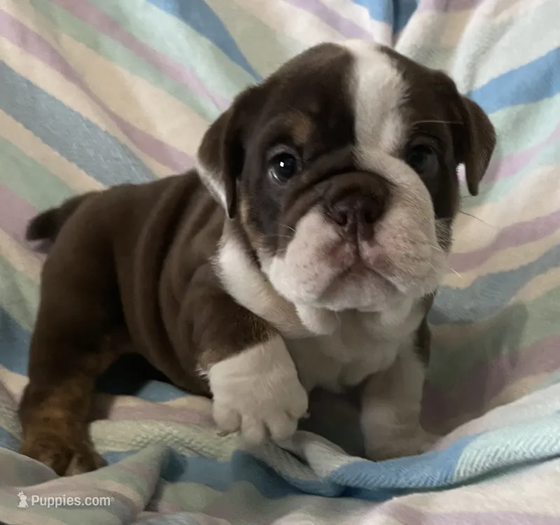 Chocolate girl – English Bulldog puppy for sale in Buffalo, MO