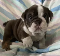 Chocolate girl, a female English Bulldog for sale in Buffalo, MO – 1 of 6