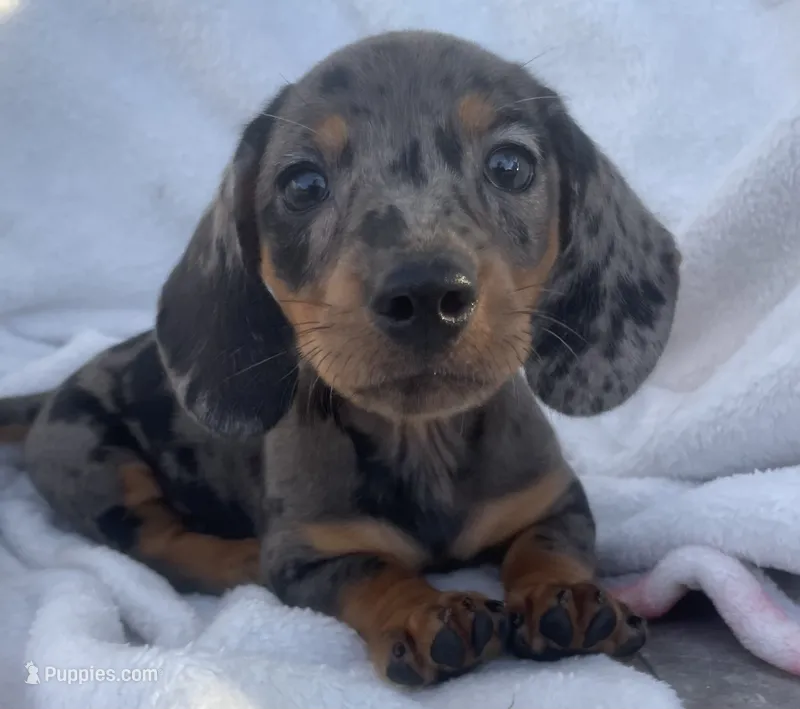 Sofia – Dachshund puppy for sale in Buffalo, MO