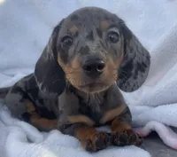 Sofia, a female Dachshund for sale in Buffalo, MO – 1 of 6