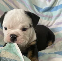 Black tri male, a male English Bulldog for sale in Buffalo, MO – 1 of 7