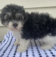Teddy Bear 1, a male Bichon Frise and Shih Tzu for sale in Halfway, MO – 10 of 10