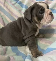 Blue tri girl, a female English Bulldog for sale in Buffalo, MO – 5 of 6