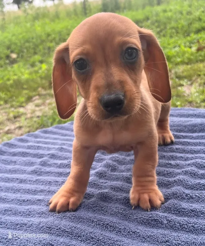 Zeke – Miniature Dachshund puppy for sale in Halfway, MO