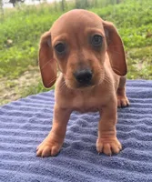 Zeke, a male Miniature Dachshund for sale in Halfway, MO – 1 of 6