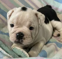 Dotty, a female English Bulldog for sale in Buffalo, MO – 5 of 7