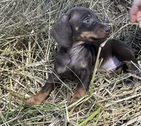 Joy-chocolate, a female Miniature Dachshund for sale in Buffalo, MO – 4 of 6
