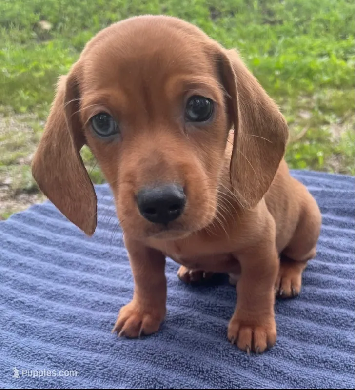Zohan – Miniature Dachshund puppy for sale in Halfway, MO