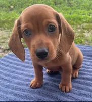 Zohan, a male Miniature Dachshund for sale in Halfway, MO – 1 of 7