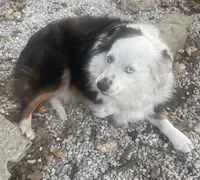 Farm dog, a male Miniature Australian Shepherd for sale in Buffalo, MO – 4 of 4