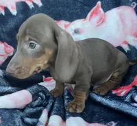 Chocolate Boy, a male Dachshund for sale in Buffalo, MO – 2 of 4