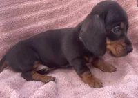 Lullaby , a female Miniature Dachshund for sale in Halfway, MO – 3 of 7