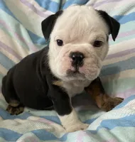 Black tri male, a male English Bulldog for sale in Buffalo, MO – 5 of 7