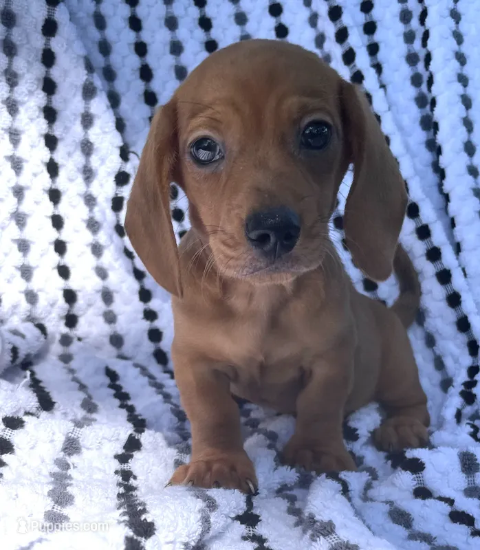 Frankie – Miniature Dachshund puppy for sale in Halfway, MO