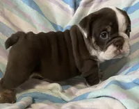 Chocolate girl, a female English Bulldog for sale in Buffalo, MO – 3 of 6