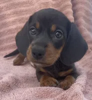 Lullaby , a female Miniature Dachshund for sale in Halfway, MO – 2 of 7