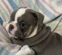 Blue tri girl 2, a female English Bulldog for sale in Buffalo, MO – 2 of 4