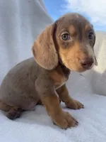 Noah, a male Dachshund for sale in Buffalo, MO – 7 of 7