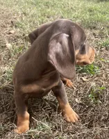 Sweet and playful, a male Miniature Dachshund for sale in Buffalo, MO – 2 of 8