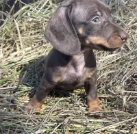 Joy-chocolate, a female Miniature Dachshund for sale in Buffalo, MO – 3 of 6