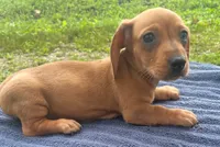 Zeke, a male Miniature Dachshund for sale in Halfway, MO – 2 of 6