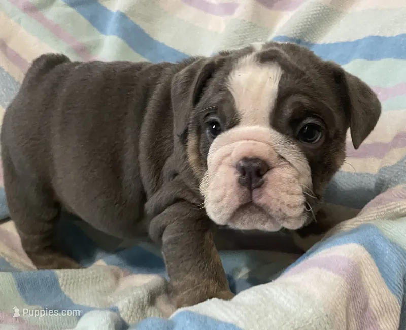 Blue tri girl – English Bulldog puppy for sale in Buffalo, MO