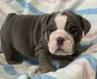 Blue tri girl, a female English Bulldog for sale in Buffalo, MO – 1 of 6
