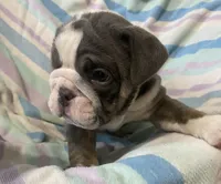 Blue tri girl, a female English Bulldog for sale in Buffalo, MO – 2 of 6