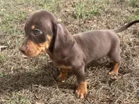 Sweet and playful, a male Miniature Dachshund for sale in Buffalo, MO – 8 of 8