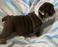 Chocolate girl, a female English Bulldog for sale in Buffalo, MO – 6 of 6
