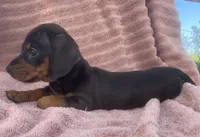 Lullaby , a female Miniature Dachshund for sale in Halfway, MO – 5 of 7