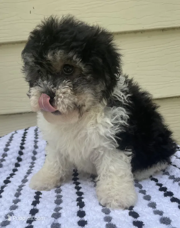 Teddy Bear 1 – Bichon Frise, Shih Tzu puppy for sale in Halfway, MO