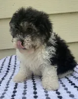 Teddy Bear 1, a male Bichon Frise and Shih Tzu for sale in Halfway, MO – 4 of 10