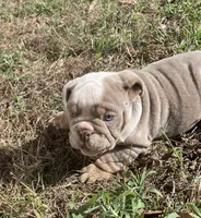 Potato , a male English Bulldog for sale in Buffalo, MO – 2 of 9