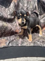 Bell girl, a female Chihuahua for sale in Buffalo, MO – 5 of 5