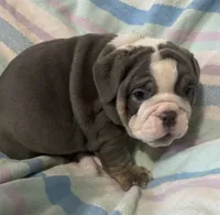 Blue tri girl, a female English Bulldog for sale in Buffalo, MO – 3 of 6