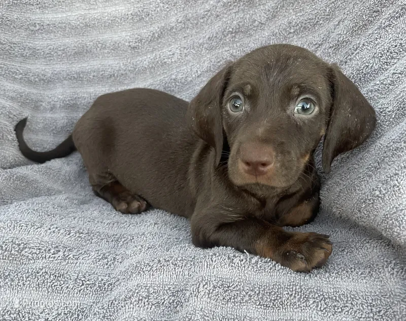 Dark chocolate boy – Miniature Dachshund puppy for sale in Buffalo, MO