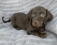 Dark chocolate boy, a male Miniature Dachshund for sale in Buffalo, MO – 1 of 4