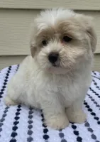 Teddy Bear 2, a male Bichon Frise and Shih Tzu for sale in Halfway, MO – 7 of 9
