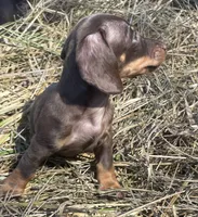 Joy-chocolate, a female Miniature Dachshund for sale in Buffalo, MO – 2 of 6
