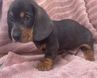 Leo, a female Miniature Dachshund for sale in Halfway, MO – 2 of 9