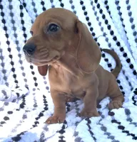 Frankie, a male Miniature Dachshund for sale in Halfway, MO – 5 of 10