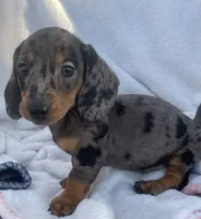 Sofia, a female Dachshund for sale in Buffalo, MO – 3 of 6