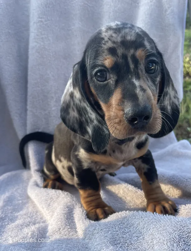 Gator-boy  – Miniature Dachshund puppy for sale in Buffalo, MO