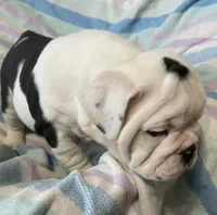 Dotty, a female English Bulldog for sale in Buffalo, MO – 3 of 7