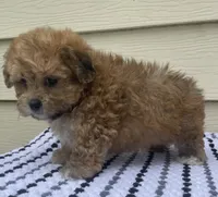 Teddy Bear 3, a male Bichon Frise and Shih Tzu for sale in Halfway, MO – 2 of 10