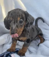 Sofia, a female Dachshund for sale in Buffalo, MO – 2 of 6